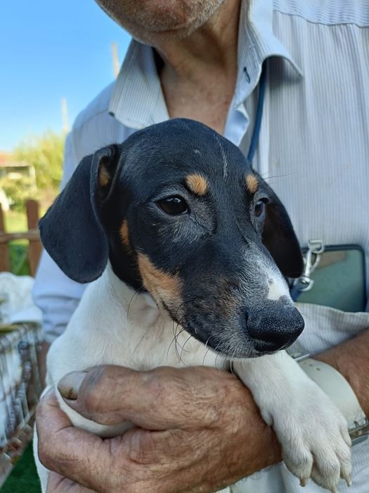 Ratonero Bodeguero Andaluz puro
