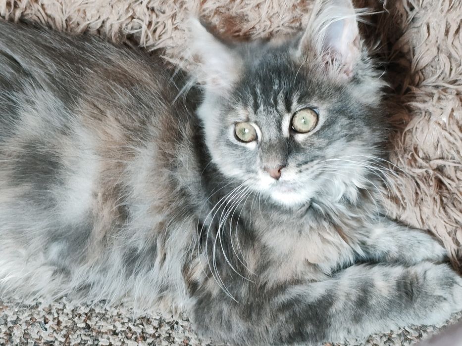 Dziewczynka  niebieska szykret Maine Coon