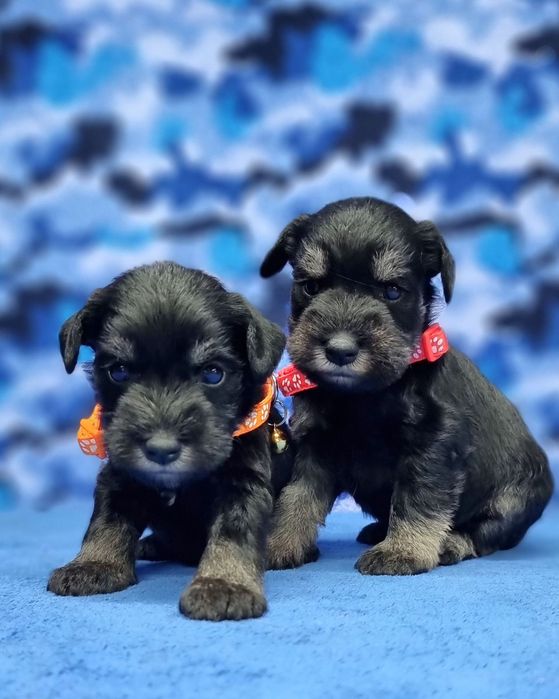 Цуценята цвергшнауцера