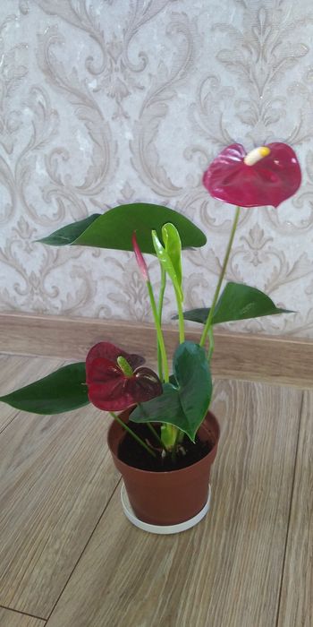 Червоний антуріум+інші 8 сортів