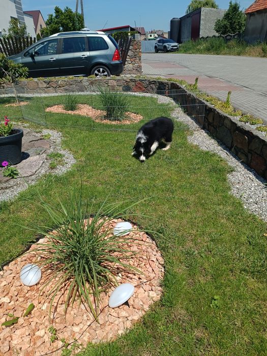 Border Collie – szczeniak