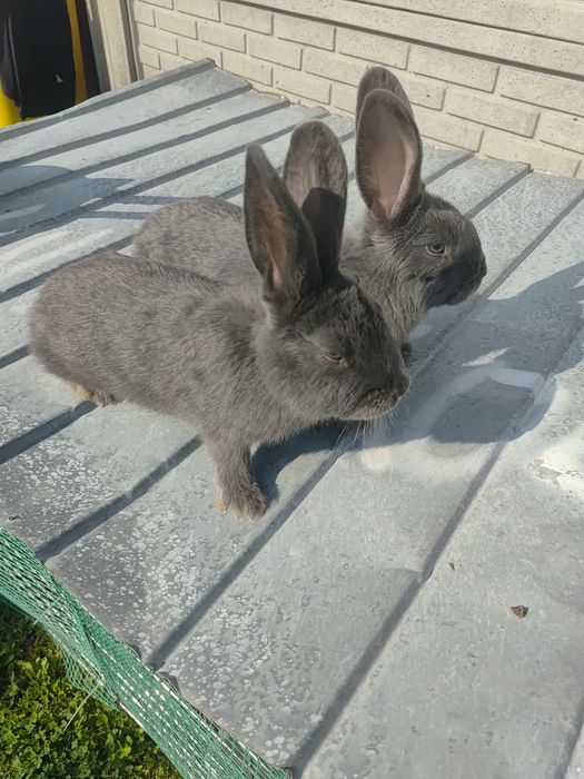 Sprzedam 2 samice wiedeńskie niebieskie