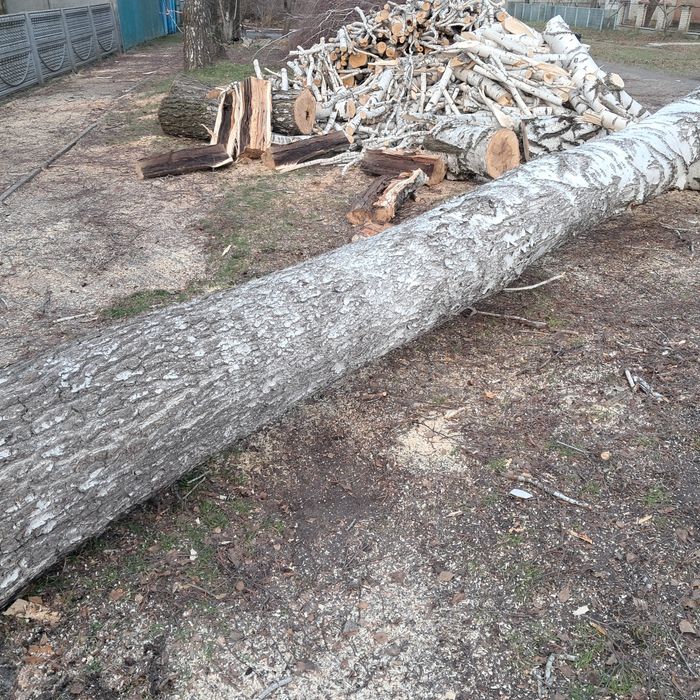 Дрова Берёза Колиті