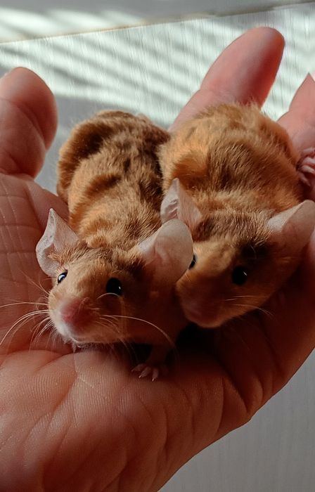 Myszka rasowa mysz myszki myszy rasowe