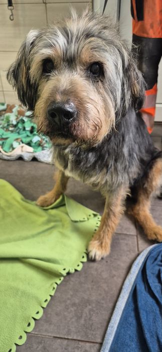 Piesek około.7 lat
Siedem lat7. 7