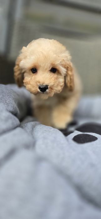 Maltipoo/ chłopczyk