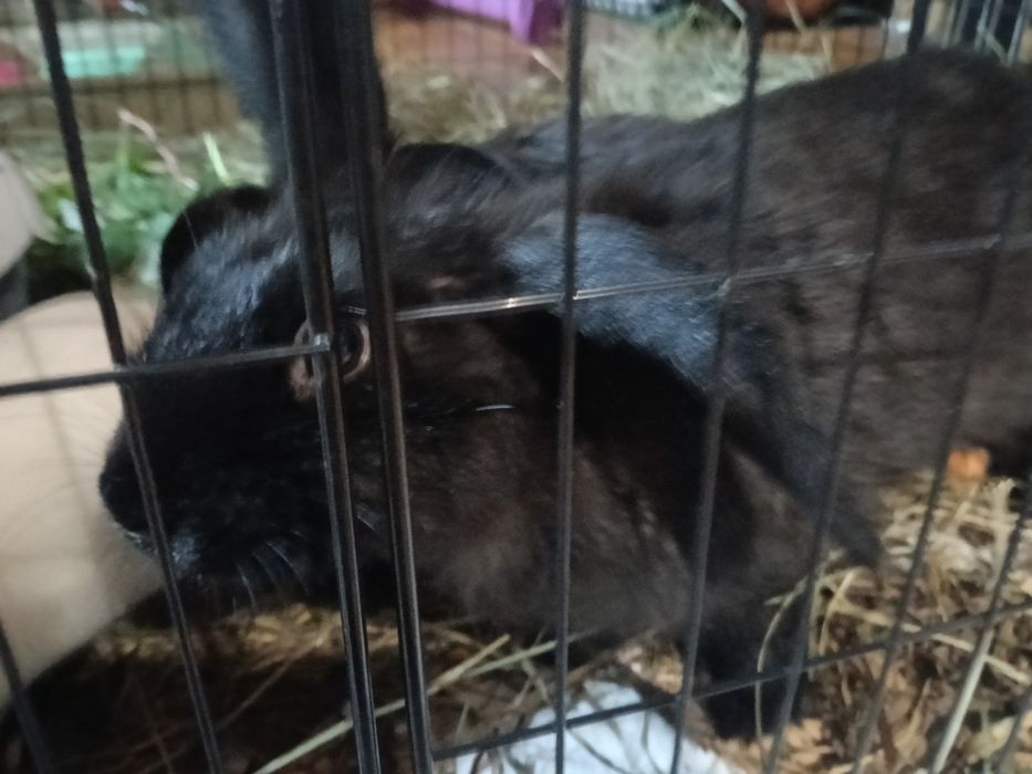 Króliki barany + mieszance