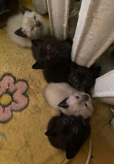 Отдам котят (2 кота 1 кошка)