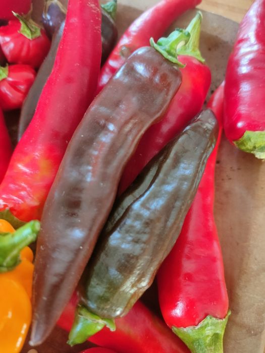 Sementes de chillies/ pimentas/ malaguetas