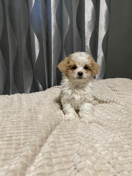 Цуценята Мальтипу