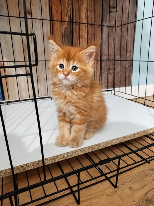 Kotka ruda Maine coon