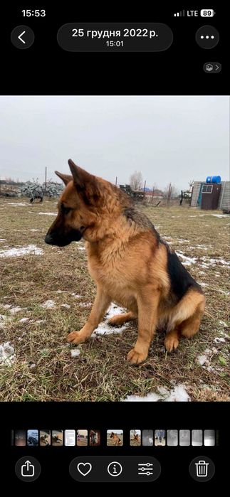 Віддам німецьку вівчарку