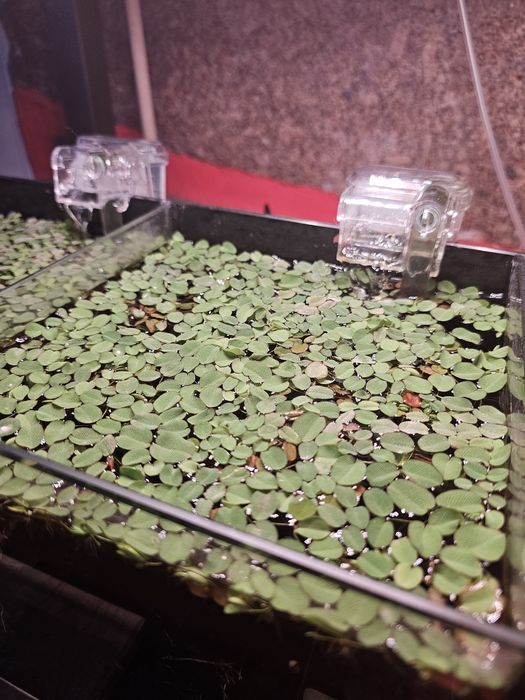 Salvinia planta de superficie