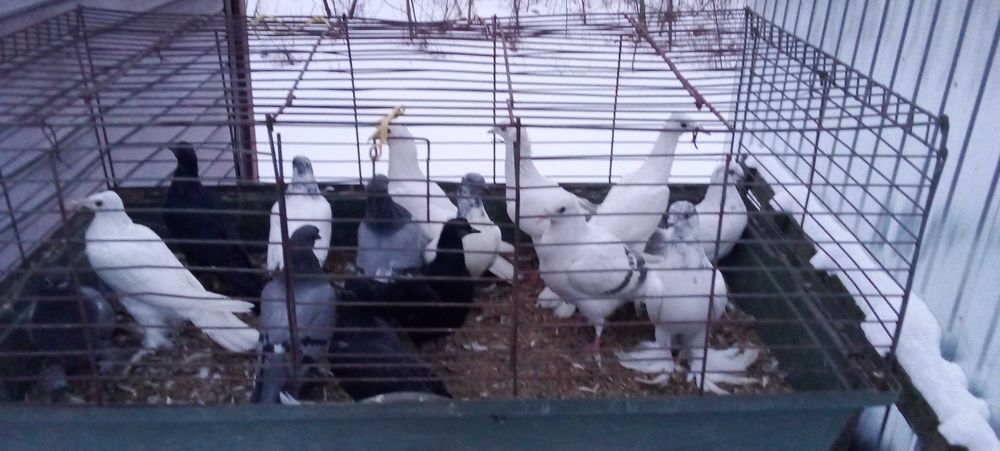 Gołębie żałobne, wiedeńskie, bociany, budapeszty