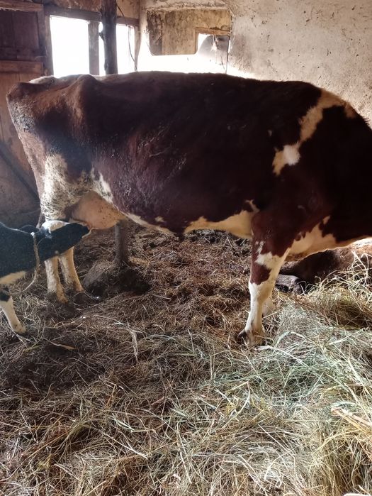 Sprzedam krowę z cielakiem