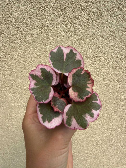 Planta Saxifraca tricolor