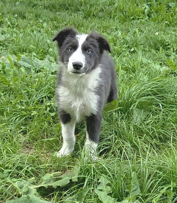 Border Collie szczenię