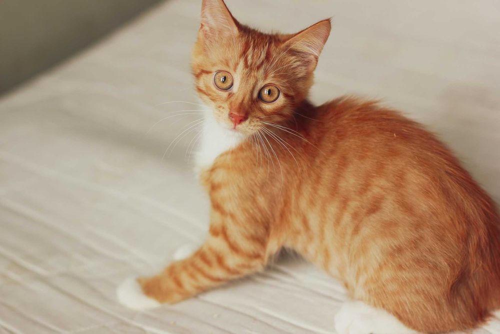 Grzech szuka domu! Fundacja "Stawiamy na Łapy"