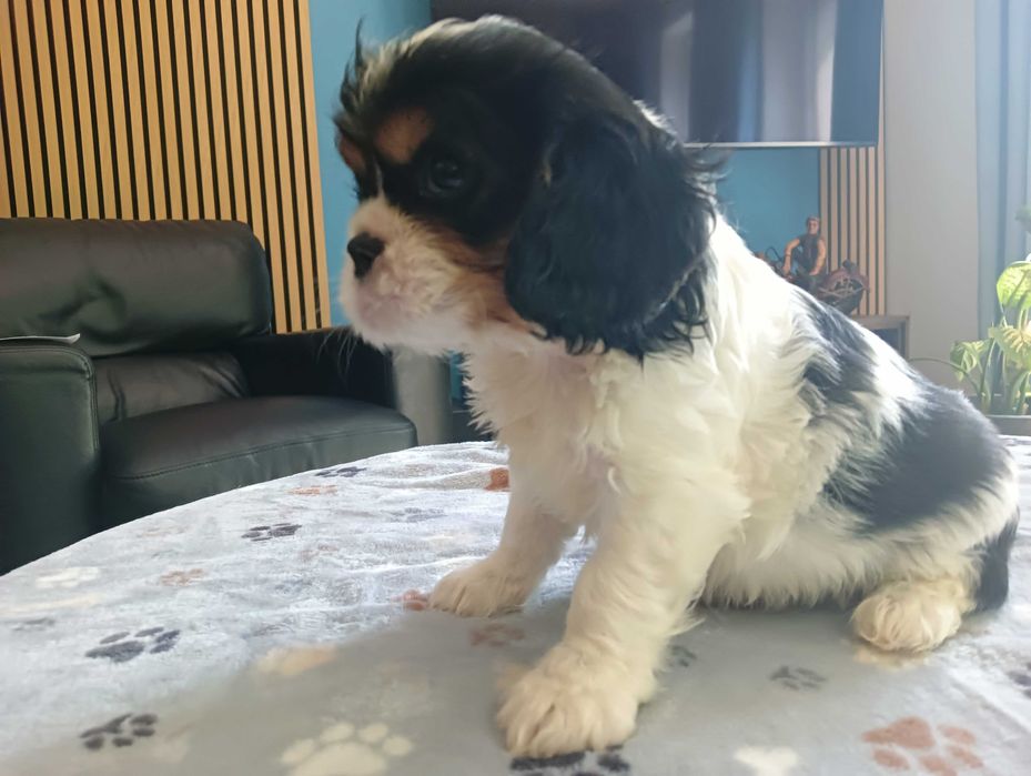Piesek Cavalier King Charles spaniel Związek Kynologiczny w Polsce