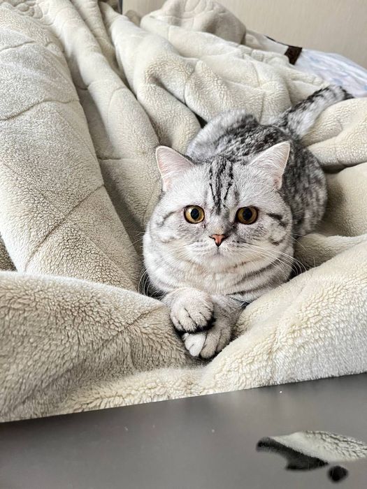 Віддається в добрі та відповідальні руки чудовий котик!