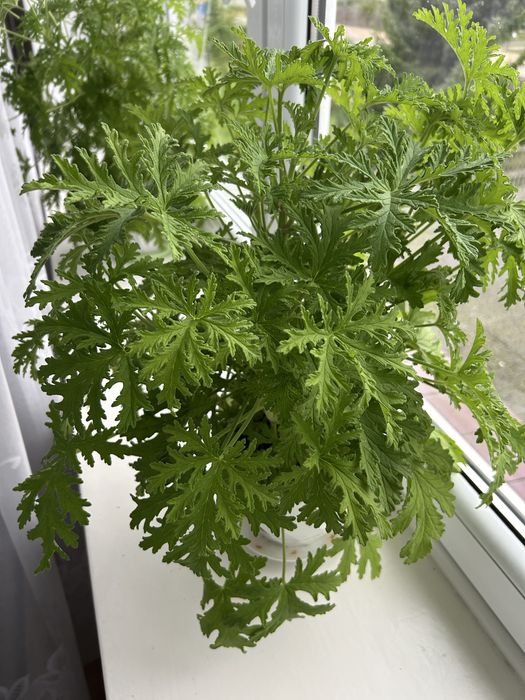 Kwiat geranium, anginka, pelargonia pachnąca