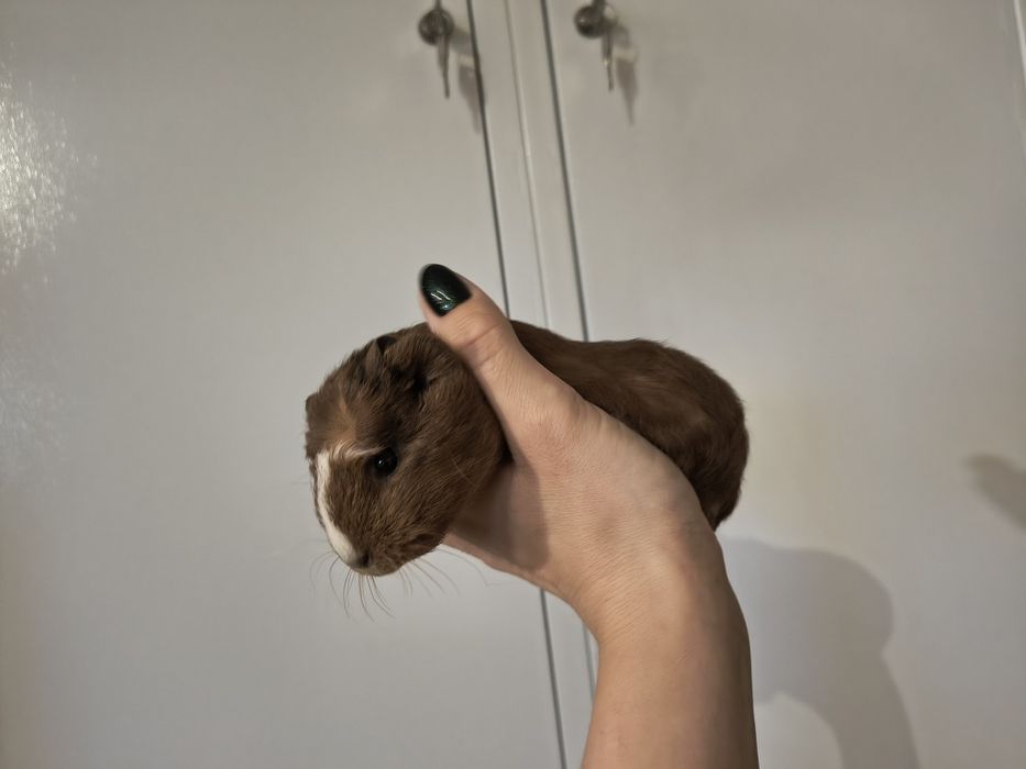 Sprzedam Świnka morska samiec