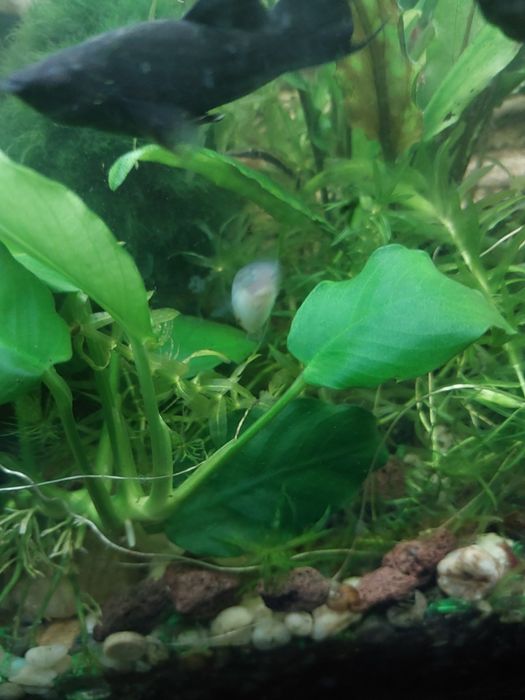 Mlode rybki zmienniak plamisty