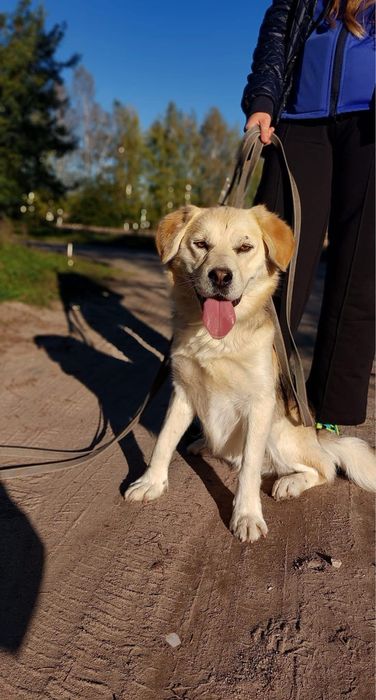 Mini retriever szuka domu – kocha ludzi i ruch