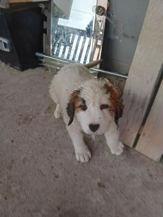 Sprzedam owczarki środkowo azjatyckie