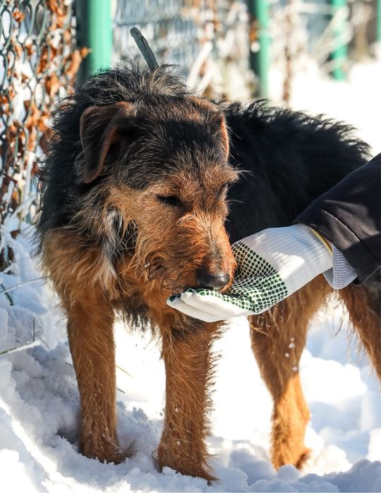 Vasco w typie terriera szuka domu