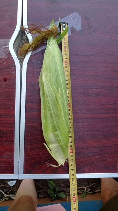 Солодка кукурудза Ракель м.Кременчук