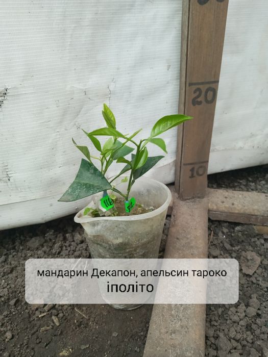 На 2 вида цитруси