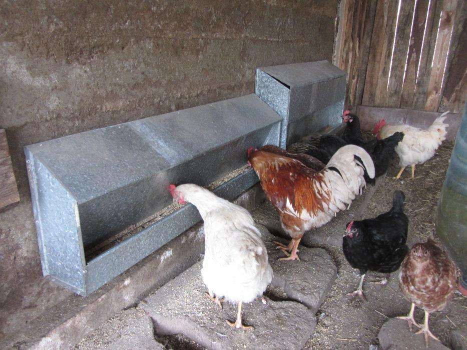 Бункерні годівниці кормушки для птиці кури зкришкою 1000х130х300 качки