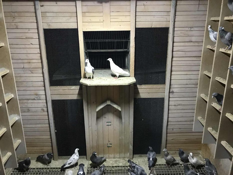 Pilnie sprzedam Gołębnik !!