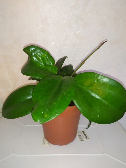 Хойя surigaoensis   та   хойя  cv. Joy разом