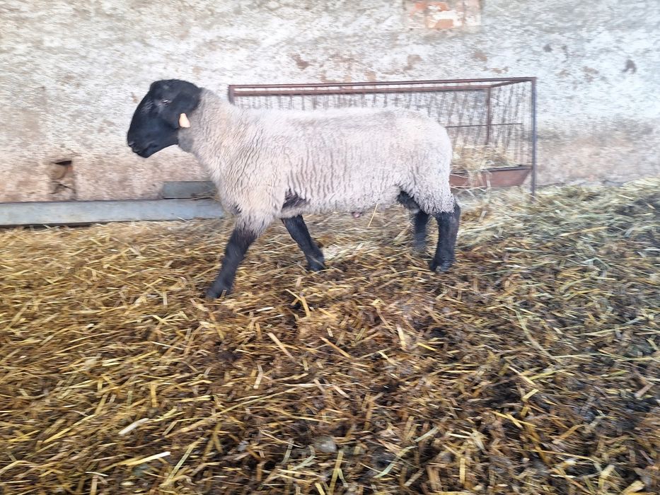 Carneiro suffolk inglês