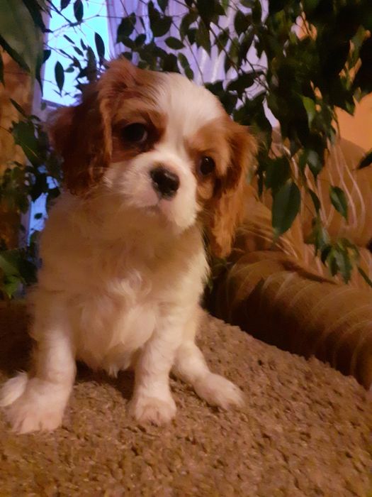 Cawalier King Charles Spaniel Suczka z Rodowodem