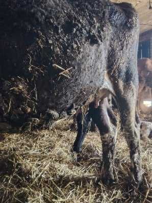 Sprzedam jałówkę cielną