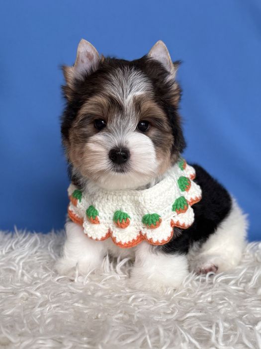 Бивер терьер мальчик