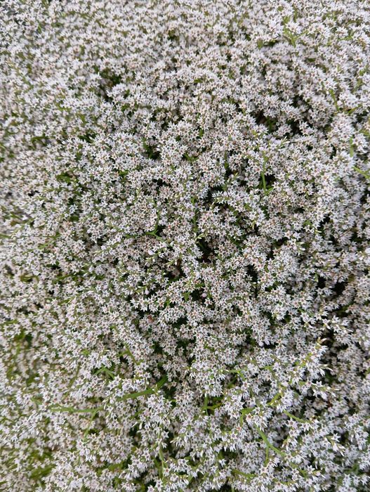 zatrwian tatarski statica szybka wysyłka