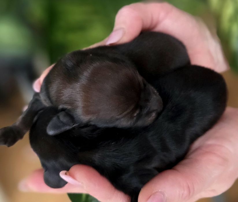 Jamnik króliczy długowłosy FCI ZkwP