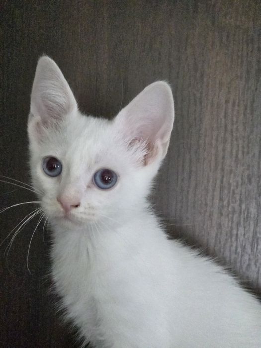 Кот манчкин лонг, 2.5 мес
