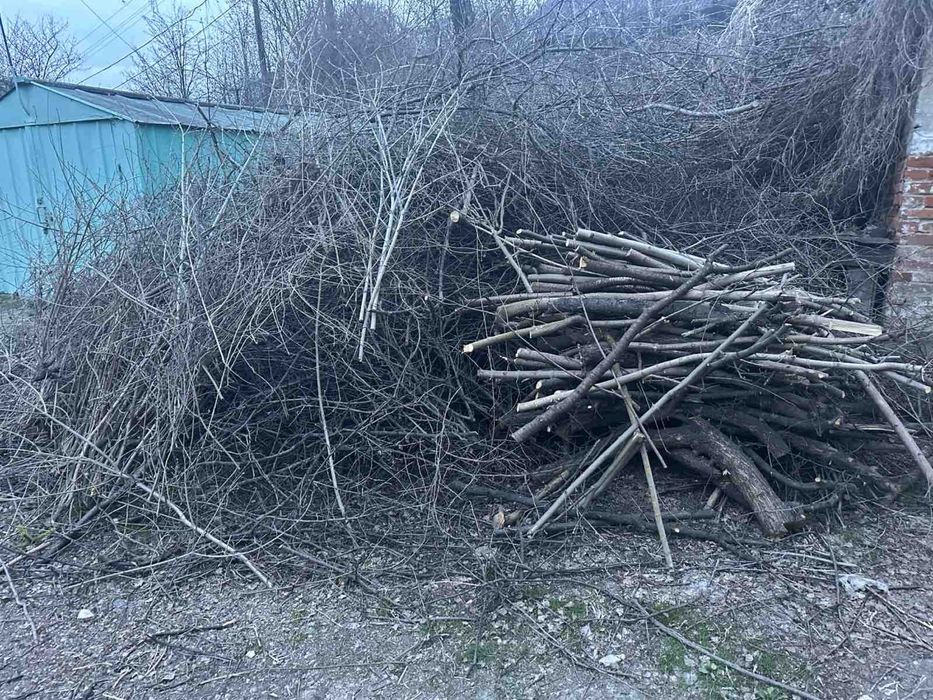 Гілки дерево обрізки