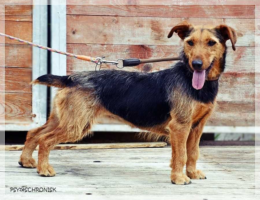 Zara – kiedyś miała dom, teraz tęskni za kratami