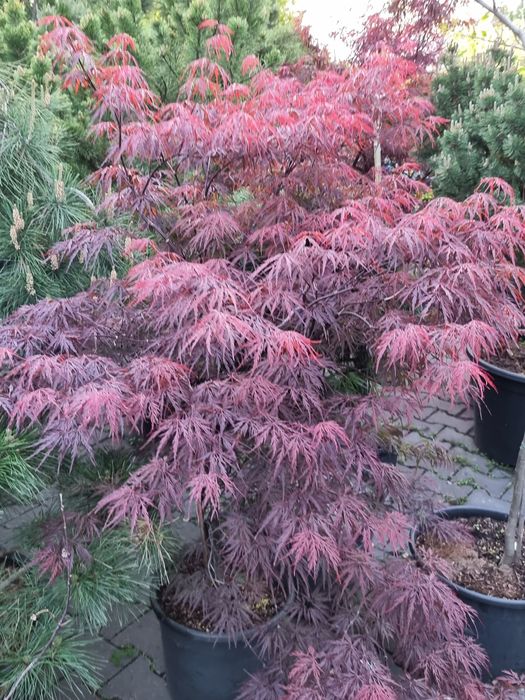 Krzewy ozdobne  Szeroki wybór