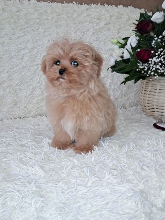 мальтіпу міні