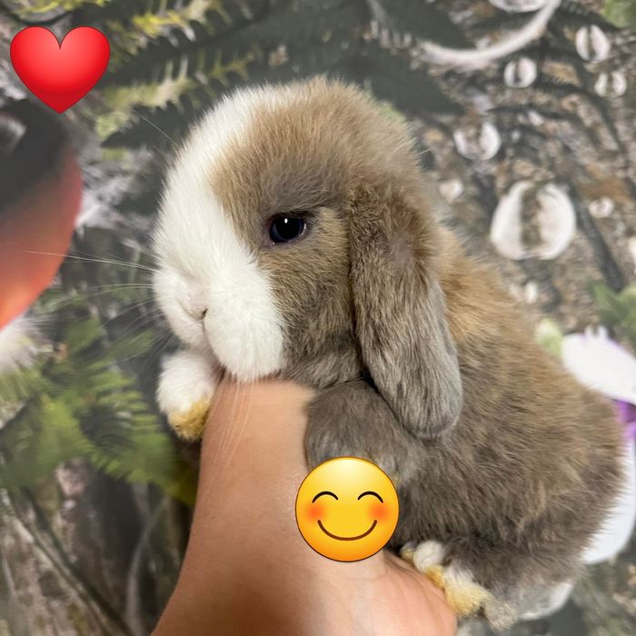 Kroliczki mini lop miniaturka hodowla zarejestrowana
