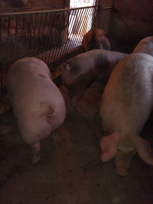Продам м'ясні свині.