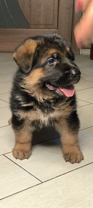 Високородне цуценя німецької вівчарки