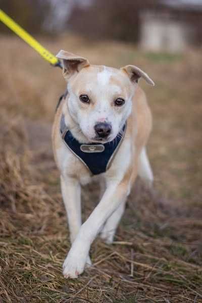 Niewielka łagodna Lila szuka domku